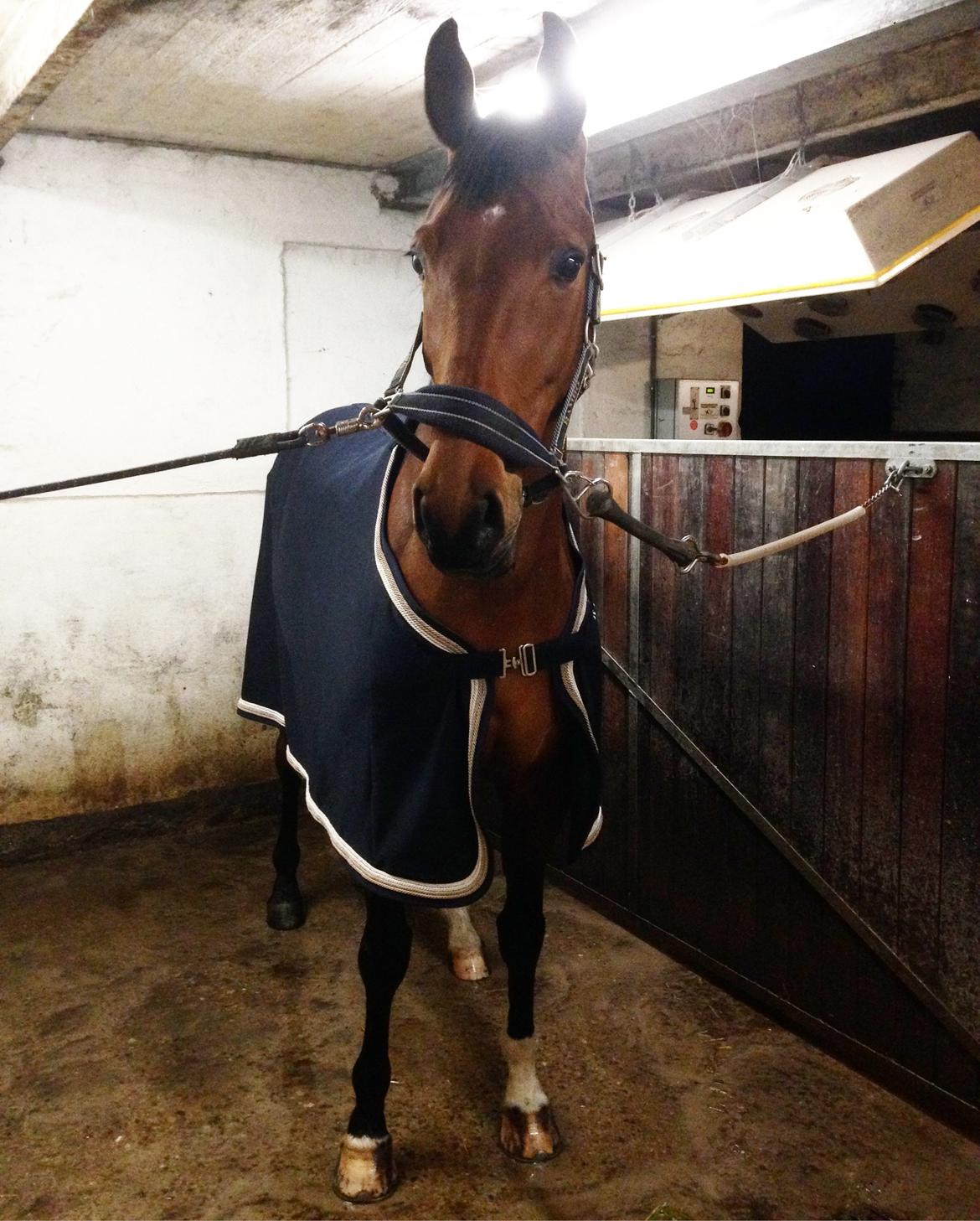 Dansk Varmblod La Di Da billede 18