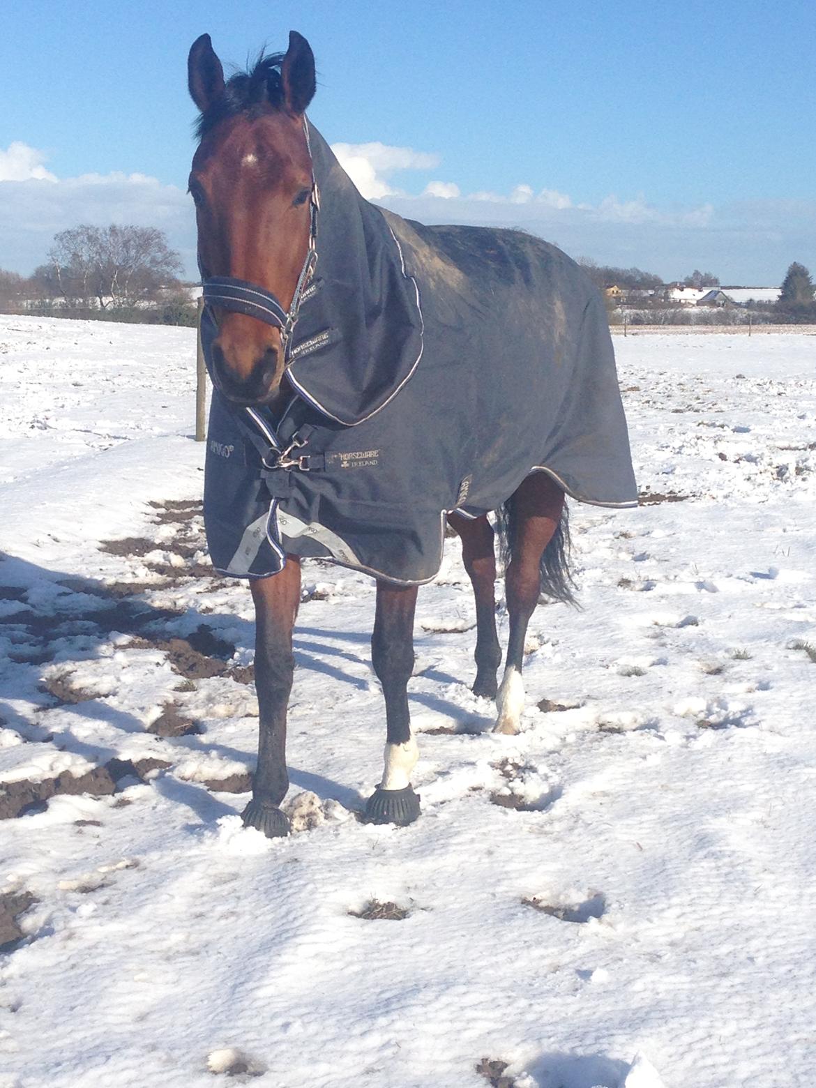 Dansk Varmblod La Di Da billede 19