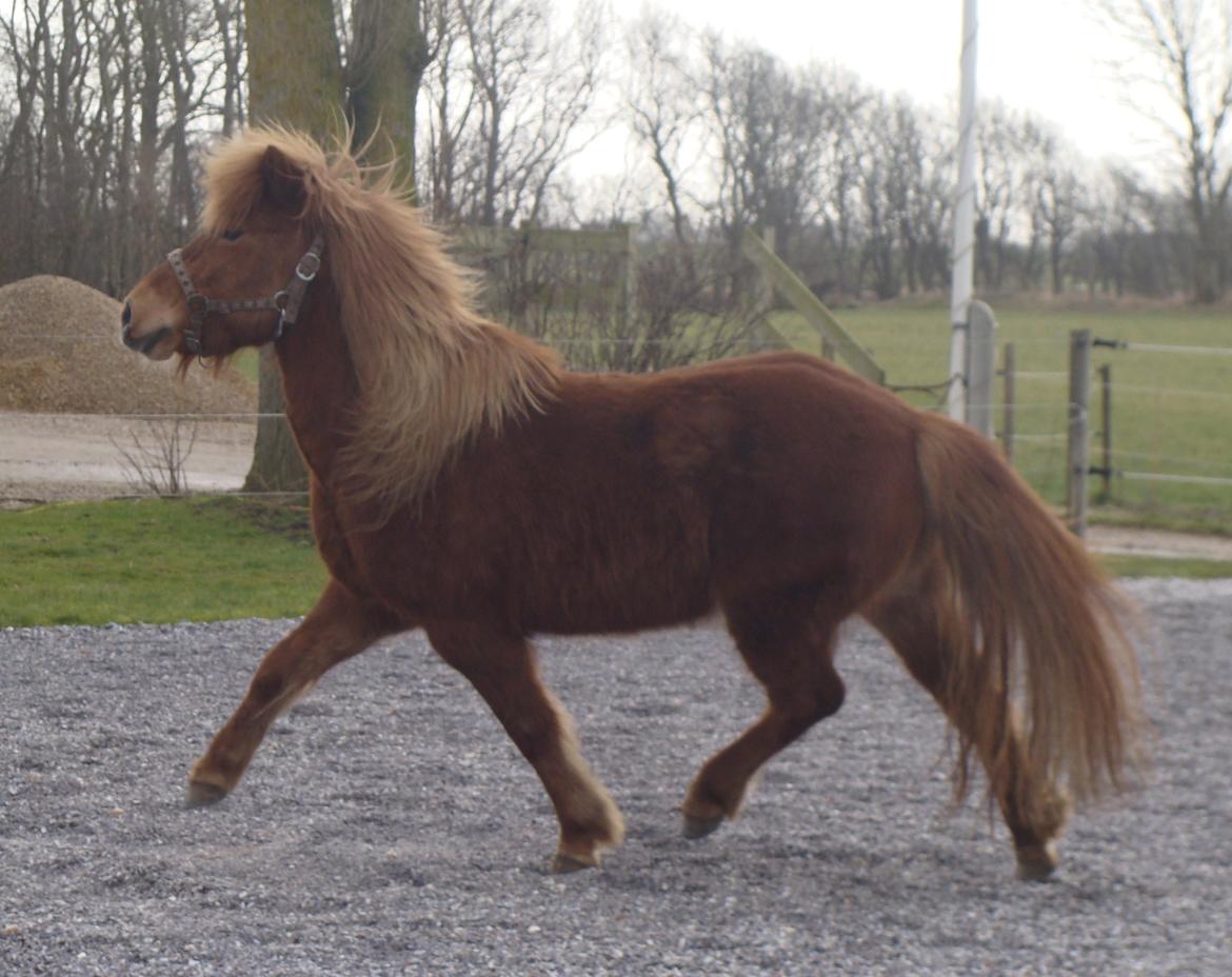 Islænder Katla fra Jannerup billede 10