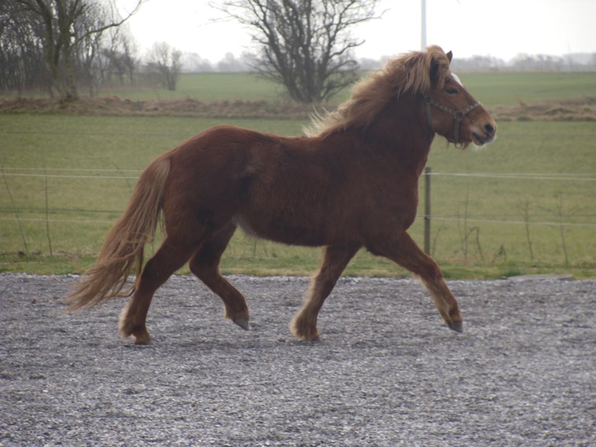 Islænder Katla fra Jannerup billede 12