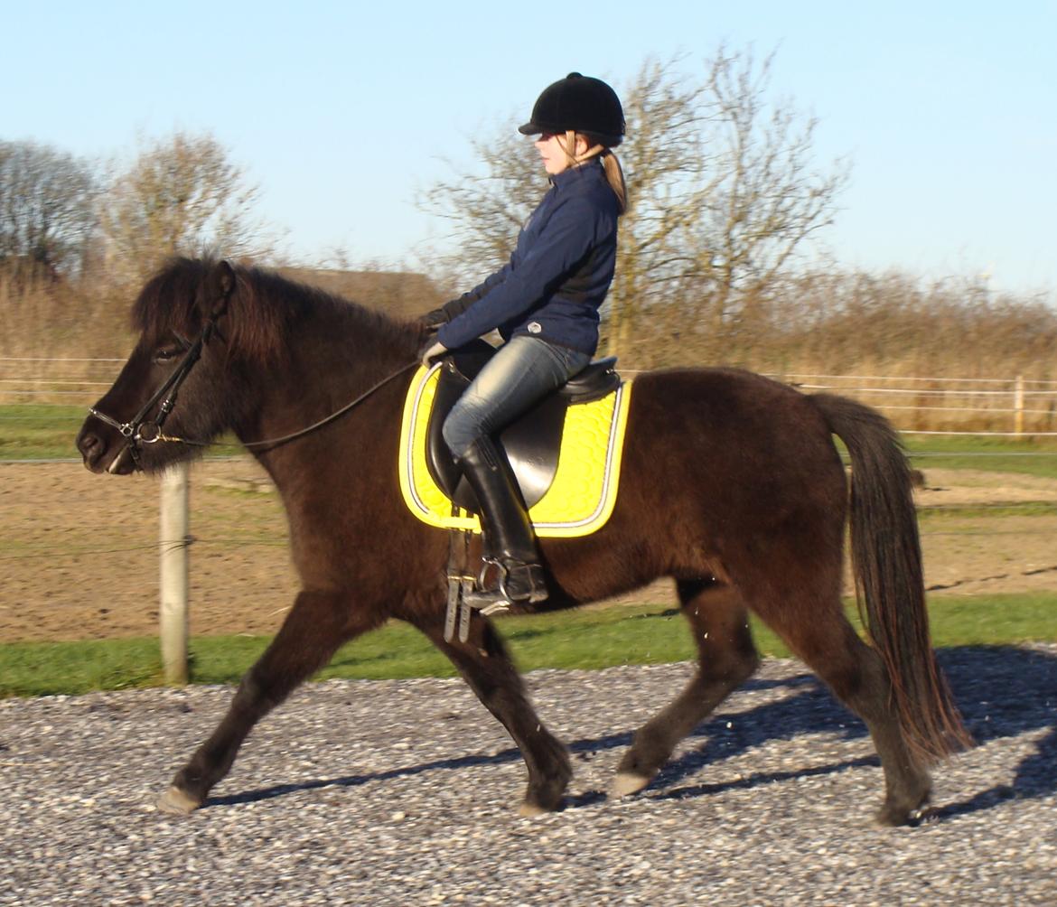 Islænder Dimma fra Trekanten - En af de første gange med rytter billede 21