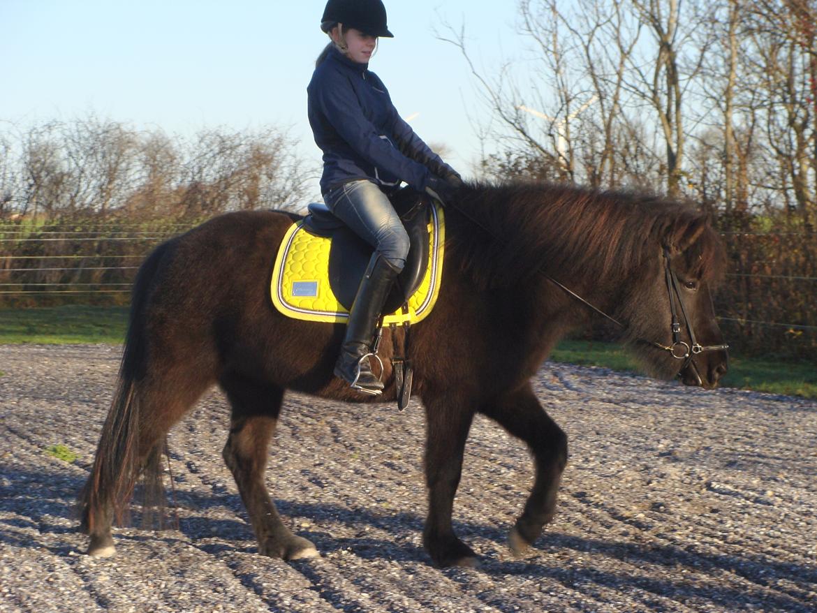 Islænder Dimma fra Trekanten - En af de første gange med rytter billede 4