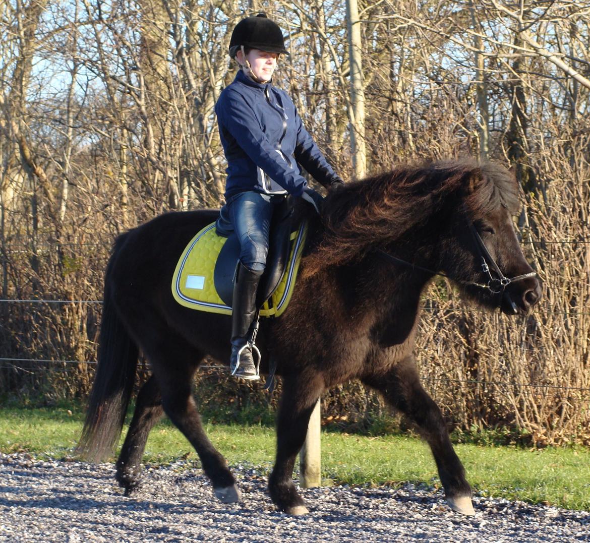 Islænder Dimma fra Trekanten - En af de første gange med rytter billede 24