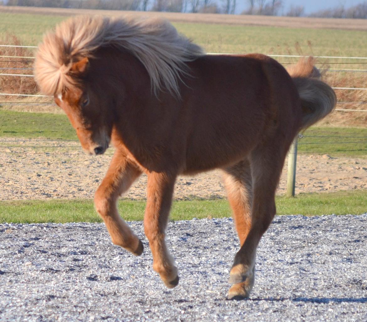Islænder Gjöf fra Østervang billede 19