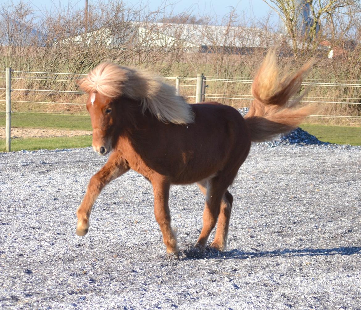 Islænder Gjöf fra Østervang billede 5