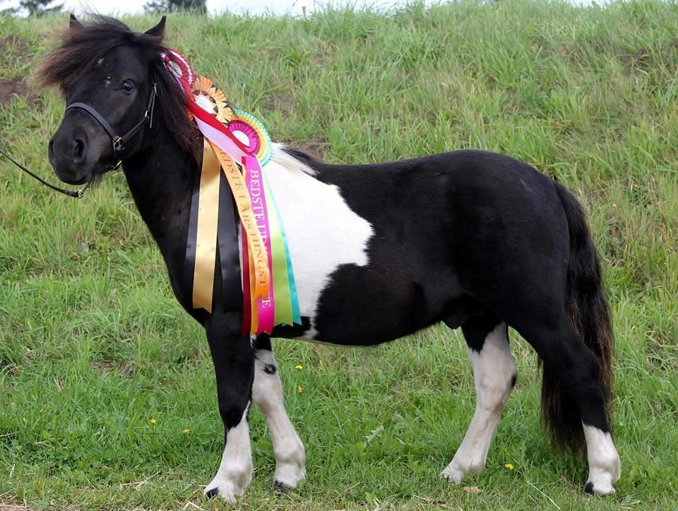 Shetlænder Skovmosens cartier billede 2