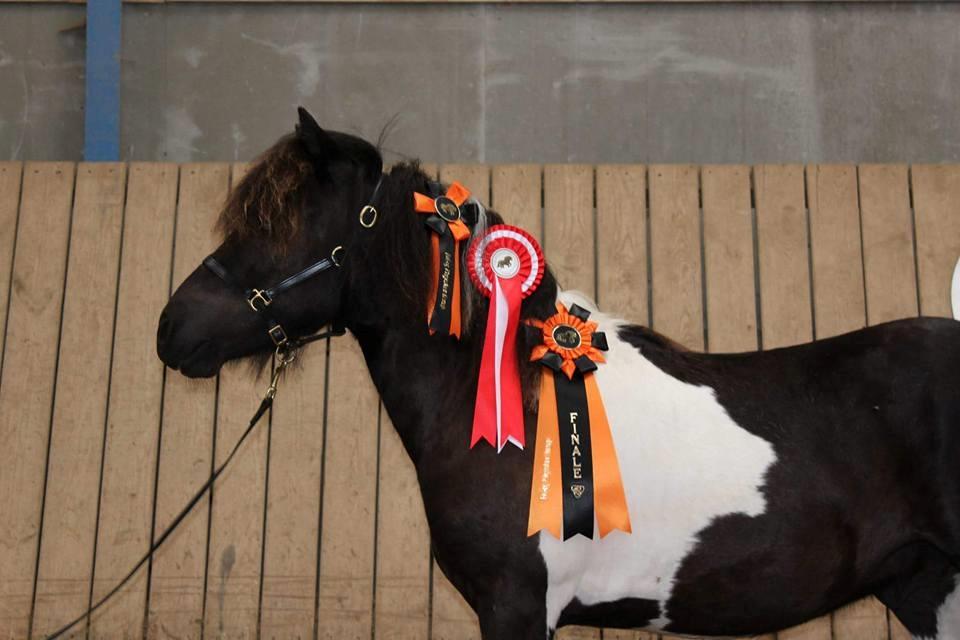 Shetlænder Skovmosens cartier billede 4