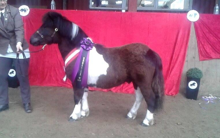 Shetlænder Skovmosens cartier billede 5