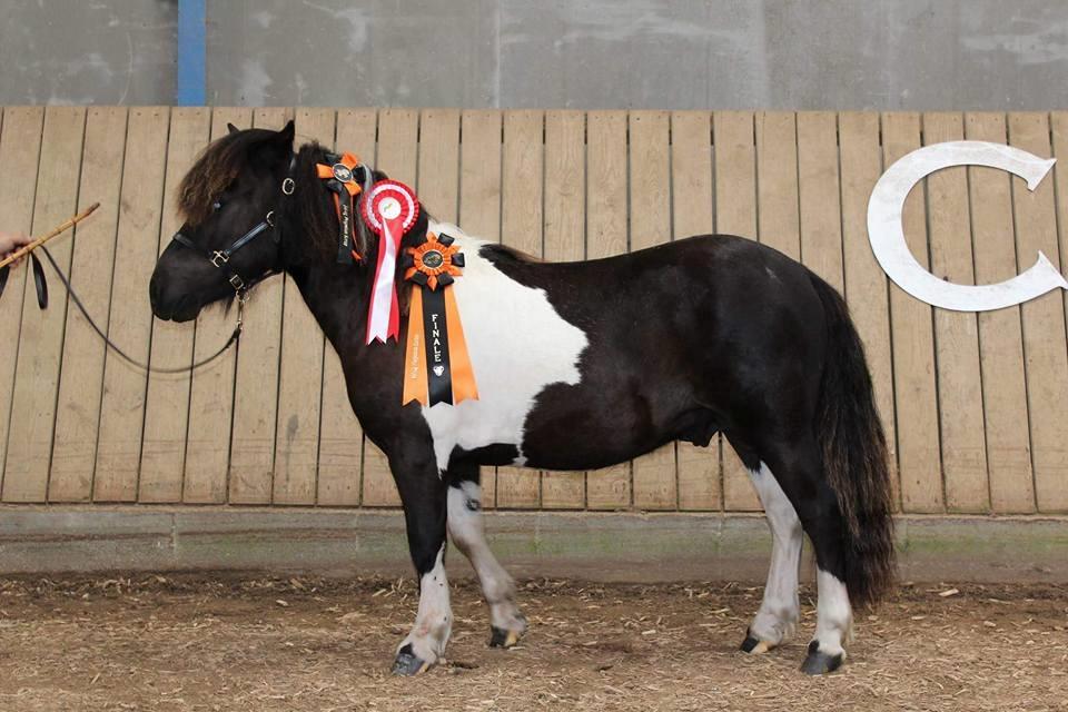 Shetlænder Skovmosens cartier billede 8