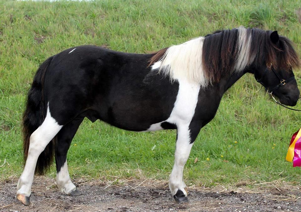 Shetlænder Skovmosens cartier billede 9