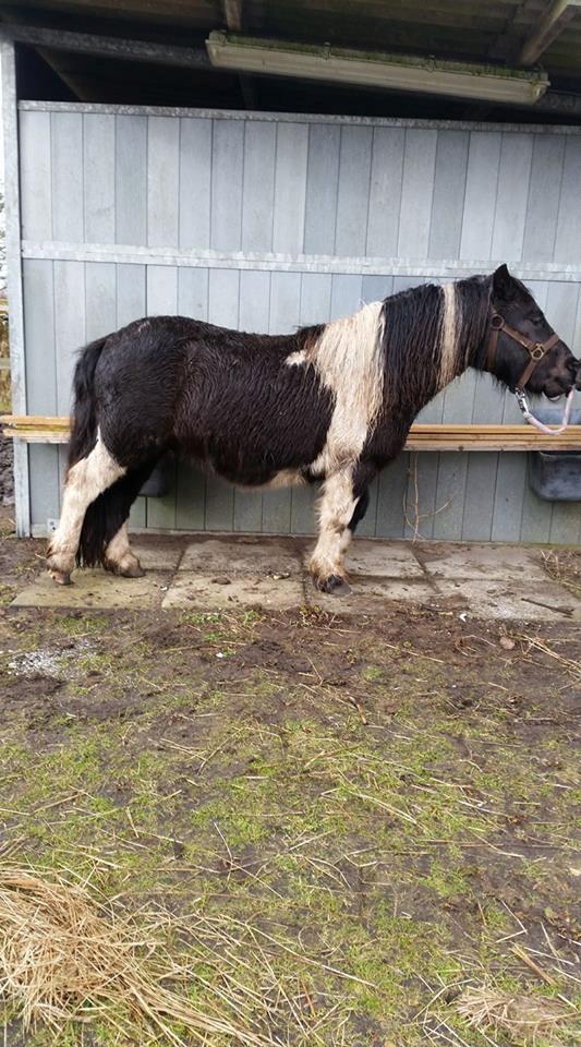 Shetlænder Skovmosens cartier billede 10