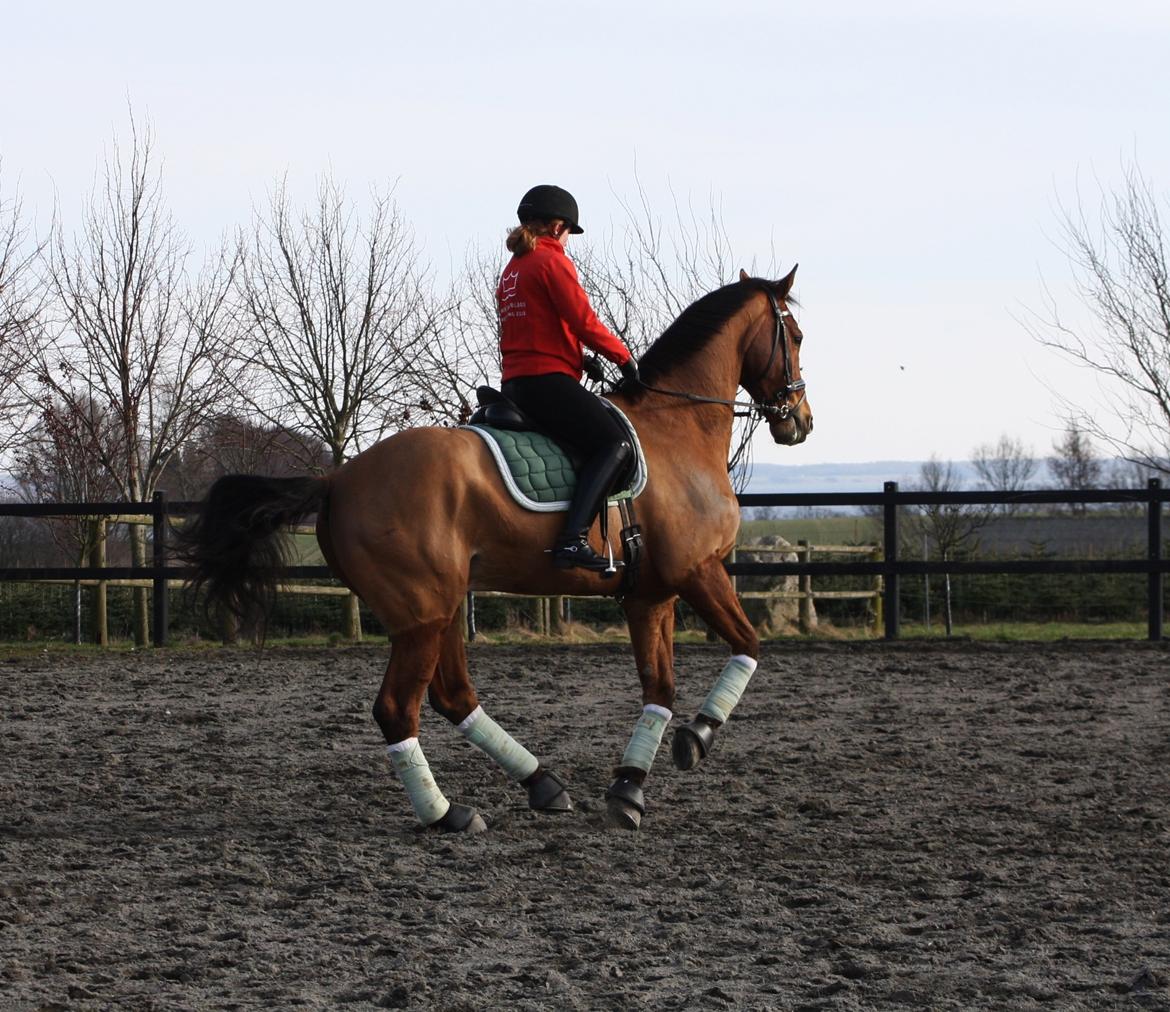 Dansk Varmblod Lillemarkens Cicato - Galoppirouetterne er stadig svære, specielt pga. manglende styrke, men hold nu op hvor han prøver sit bedste!  billede 16