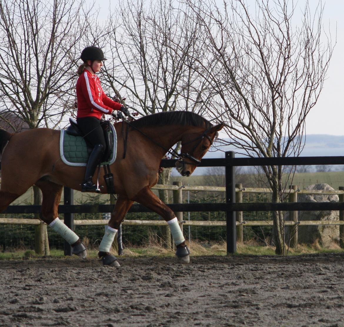 Dansk Varmblod Lillemarkens Cicato - Fotografen var vist ikke helt enig om hvor meget hest der skulle med... men det der er at se, er da i hvert fald nogle fornuftige bagben :-) billede 18