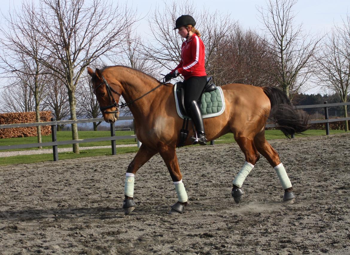 Dansk Varmblod Lillemarkens Cicato - Bagbenene begynder at komme i den samlet trav... hvis rytteren så bare lige gad at følge med i sin opstilling :-D billede 19