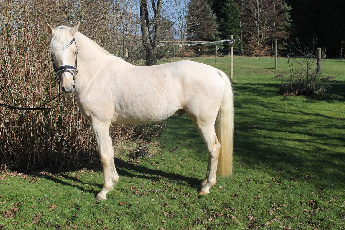 DSP Ørnagergård Caluni billede 3