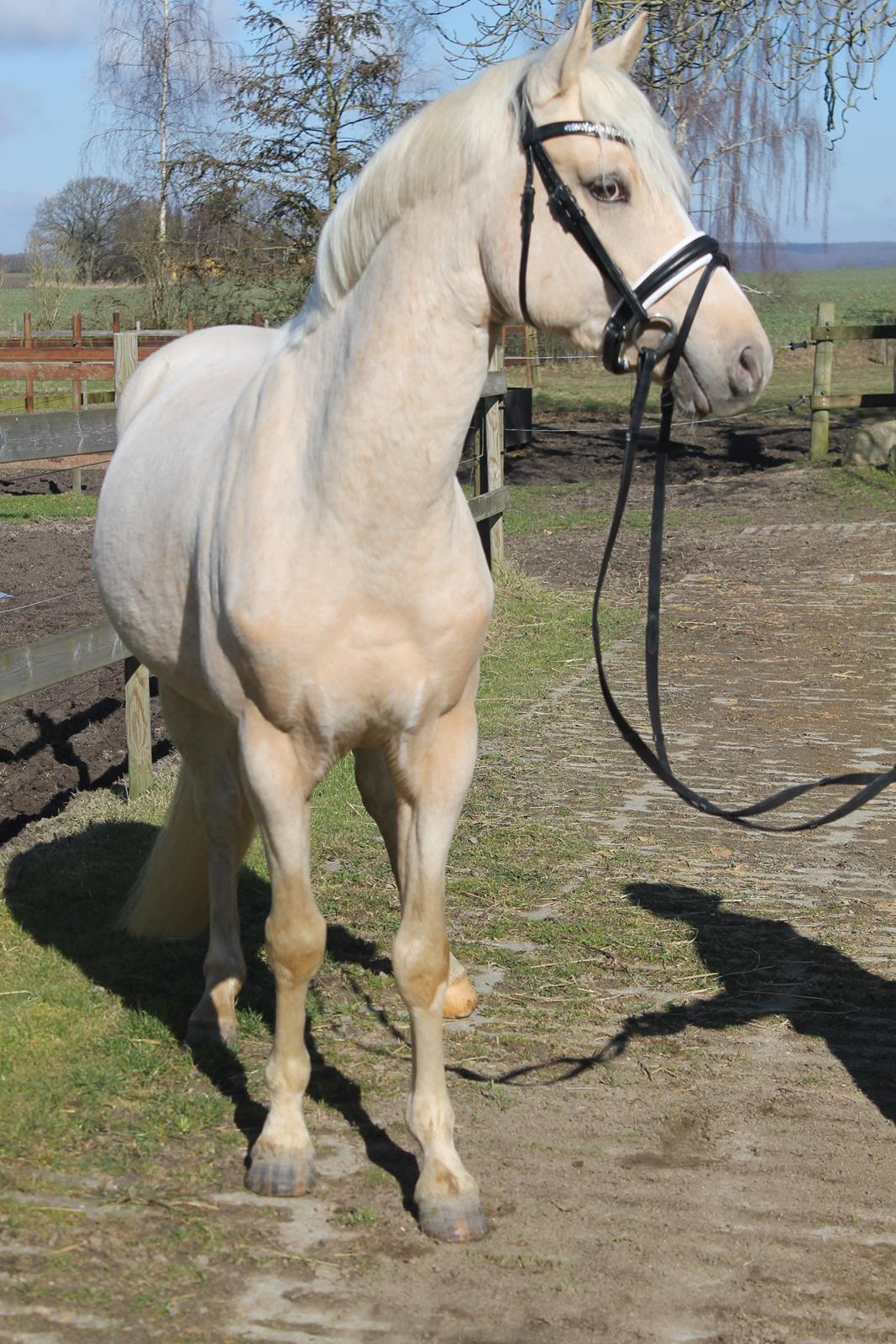 DSP Ørnagergård Caluni billede 1