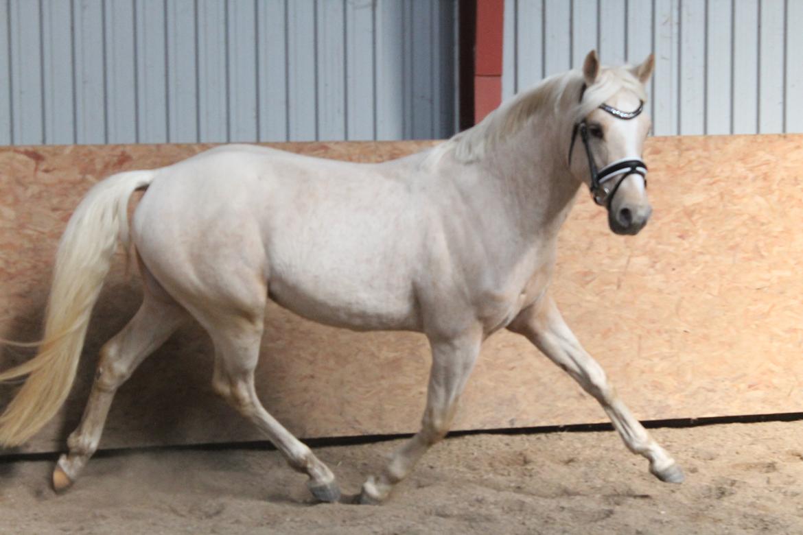 DSP Ørnagergård Caluni billede 6