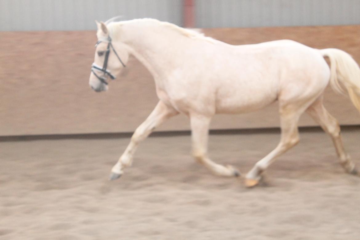 DSP Ørnagergård Caluni billede 5