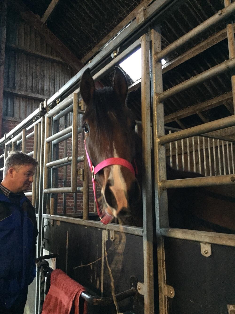 Dansk Varmblod Bankgårds Coletté billede 1