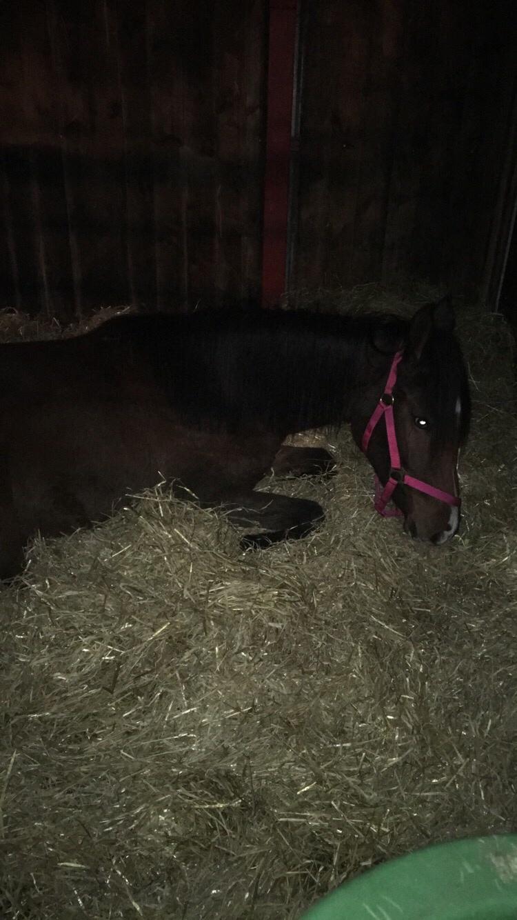 Dansk Varmblod Bankgårds Coletté billede 3