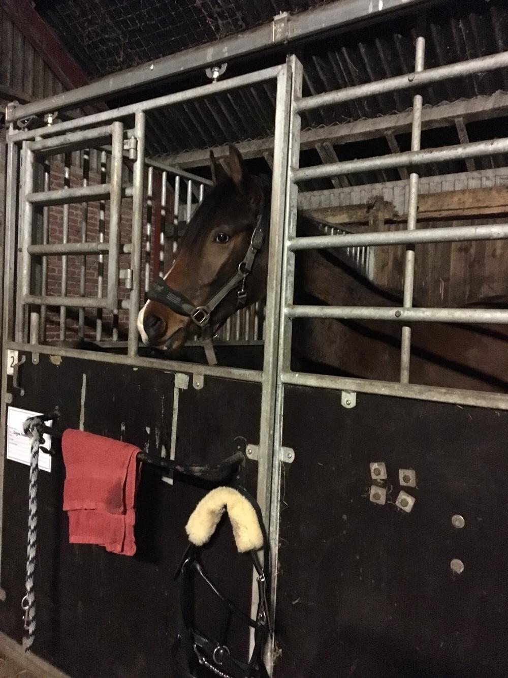 Dansk Varmblod Bankgårds Coletté billede 2