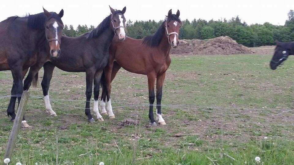 Dansk Varmblod Bankgårds Coletté billede 4
