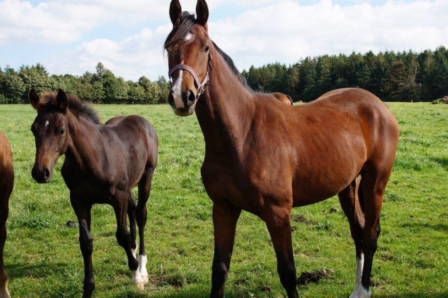 Dansk Varmblod Bankgårds Coletté billede 6