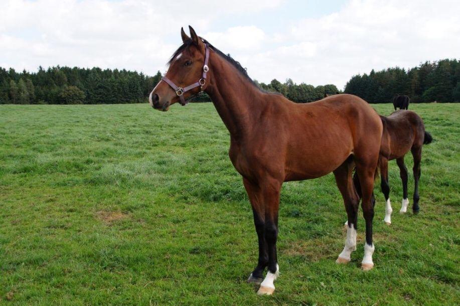 Dansk Varmblod Bankgårds Coletté billede 5