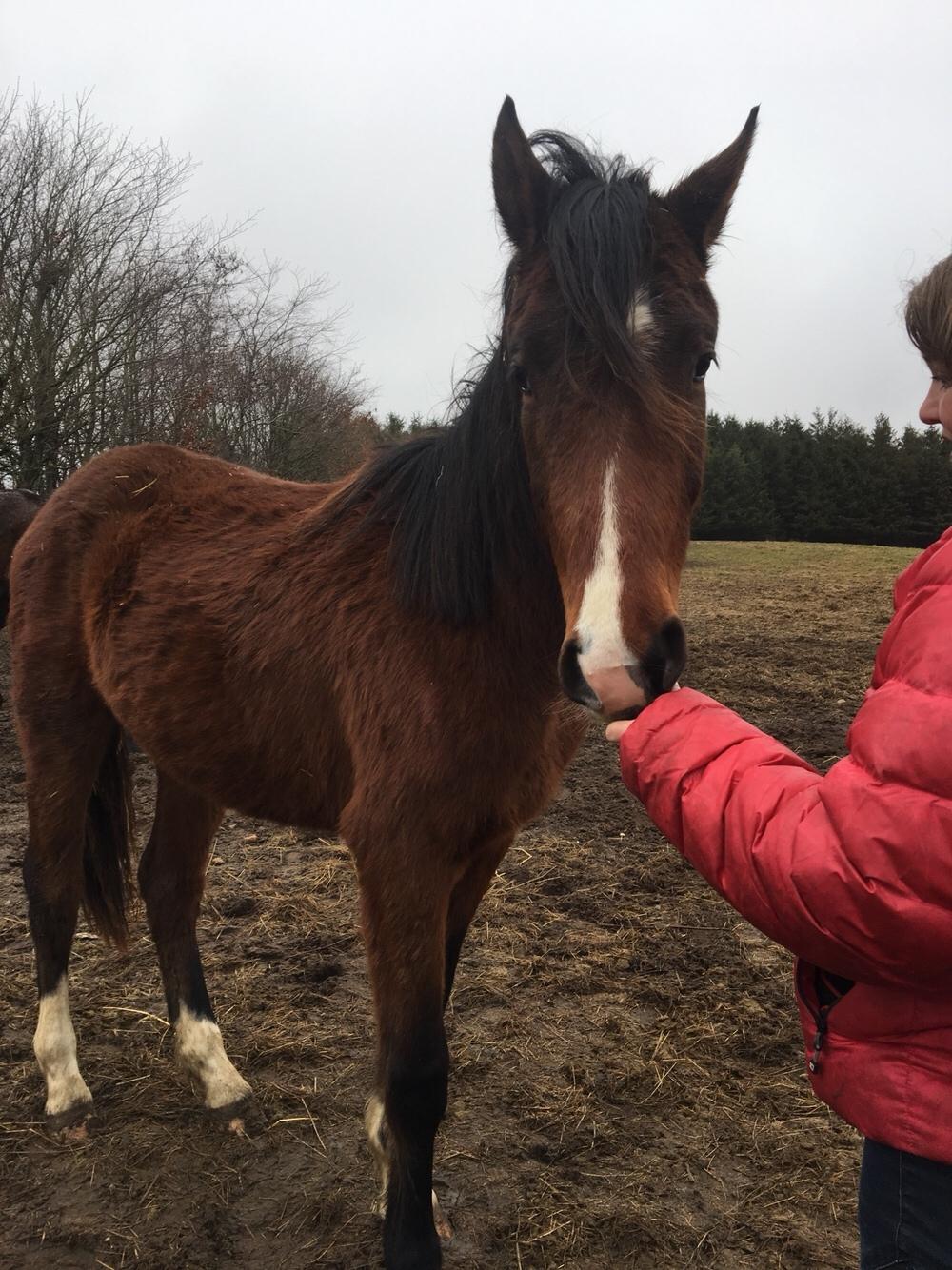 Dansk Varmblod Bankgårds Coletté billede 7