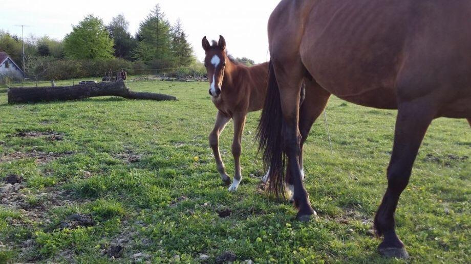 Dansk Varmblod Bankgårds Coletté billede 8
