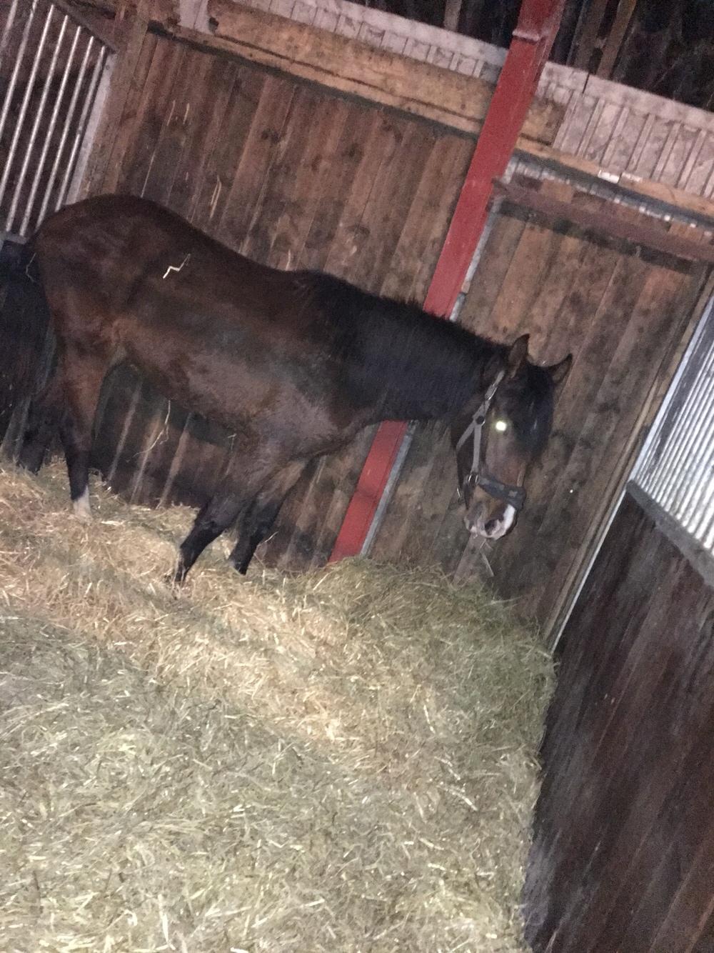 Dansk Varmblod Bankgårds Coletté billede 9