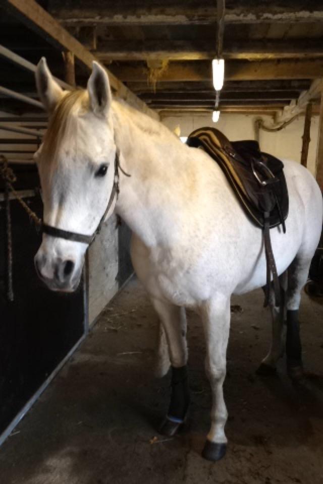 Arabisk fuldblod (OX) Zadalina billede 5