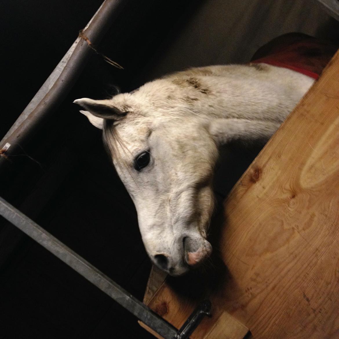 Arabisk fuldblod (OX) Zadalina billede 4