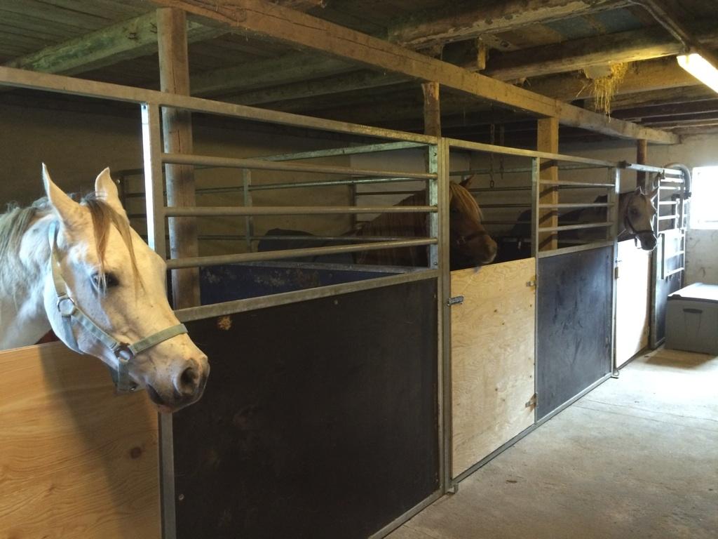 Arabisk fuldblod (OX) Zadalina billede 7