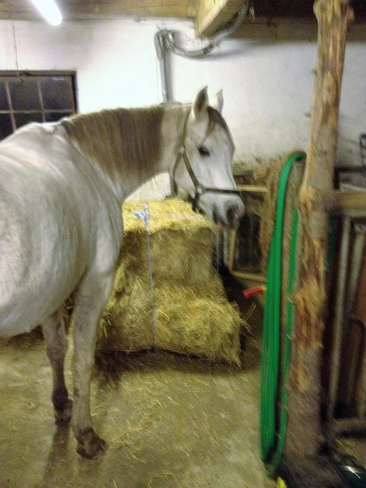 Arabisk fuldblod (OX) Zadalina billede 8