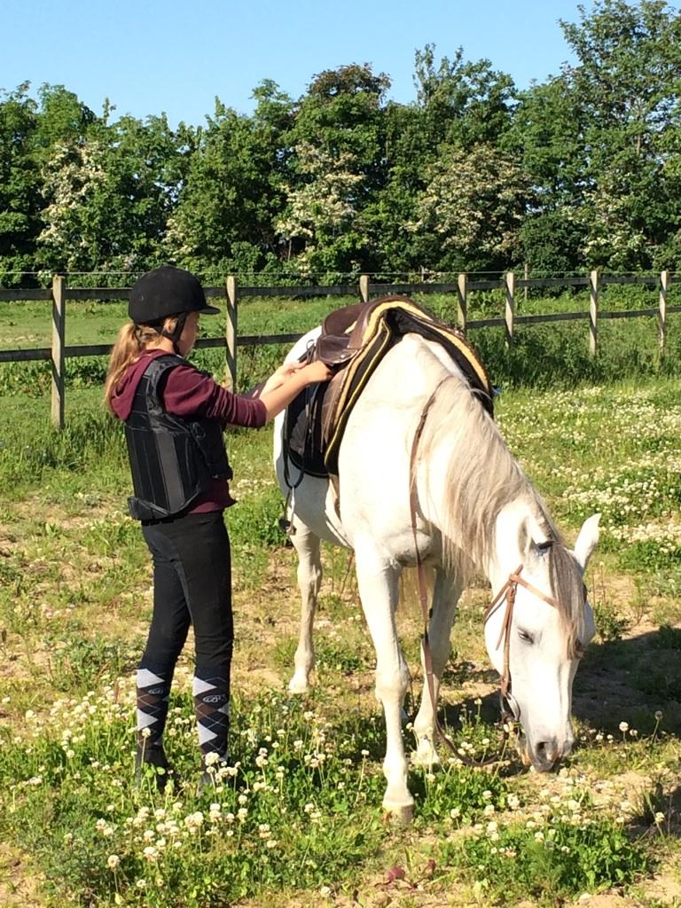 Arabisk fuldblod (OX) Zadalina billede 11