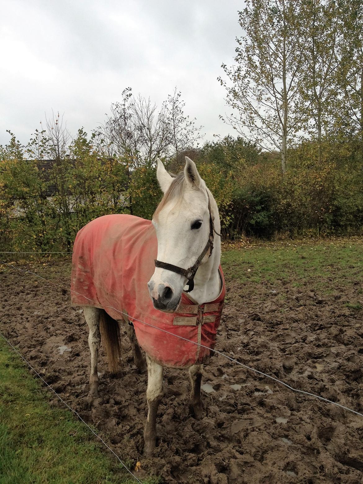 Arabisk fuldblod (OX) Zadalina billede 14