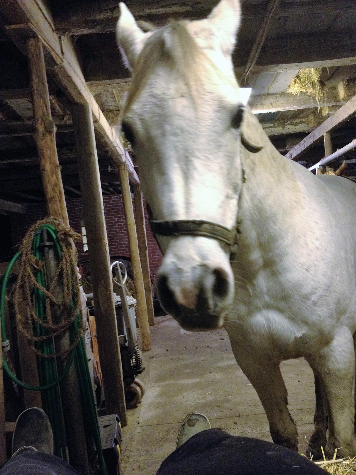 Arabisk fuldblod (OX) Zadalina billede 15