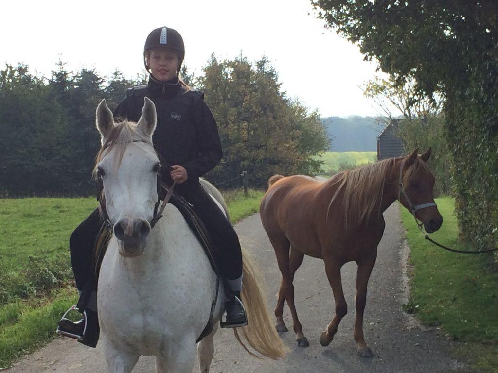 Arabisk fuldblod (OX) Zadalina billede 17