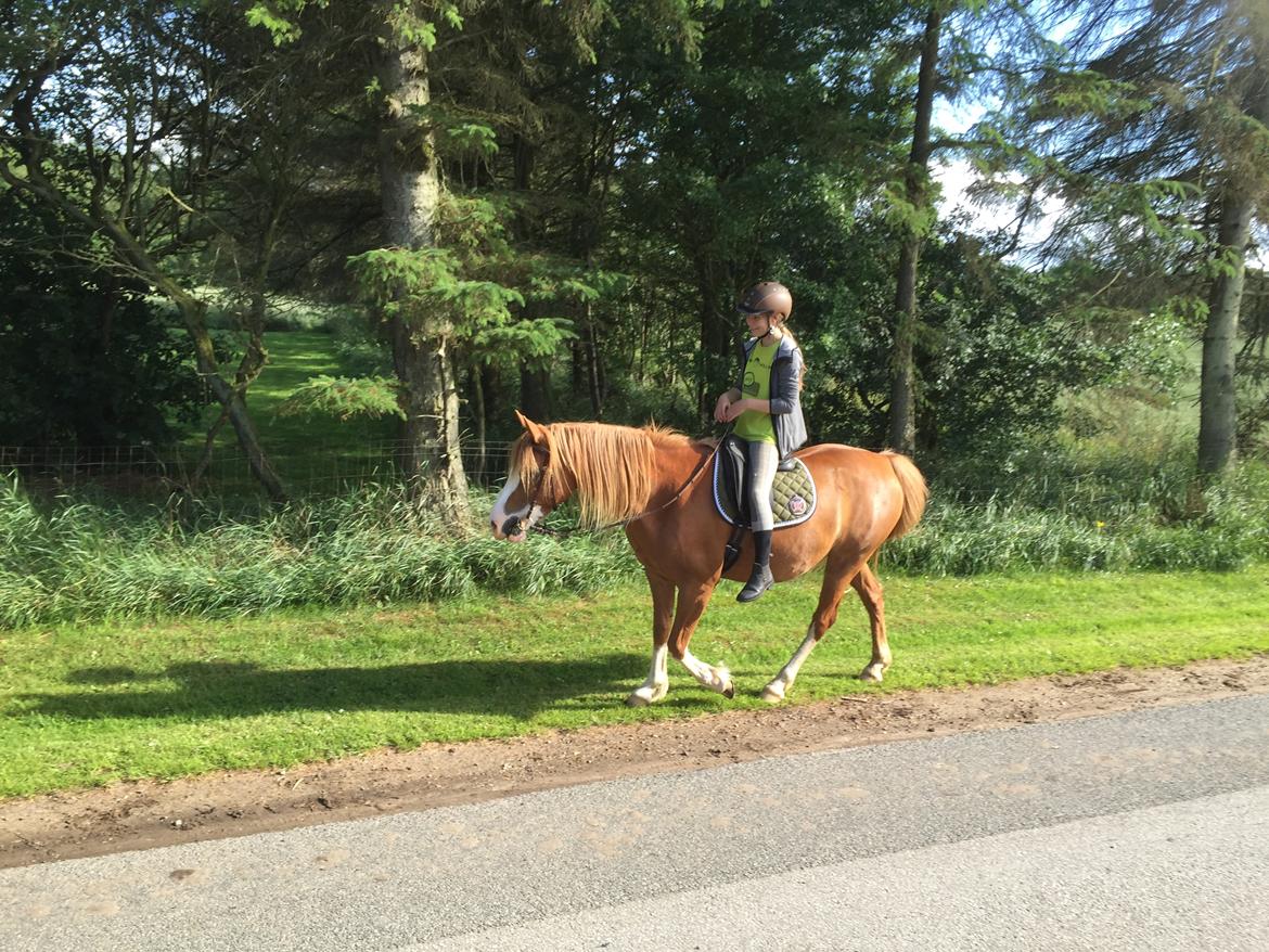 Welsh Partbred (Sec F) Xenobia - En lækker ridetur fra i sommers  billede 11