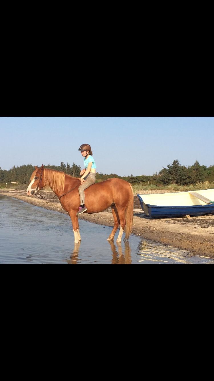 Welsh Partbred (Sec F) Xenobia - Udtrykket når man bliver lokket ud i vandet, en varm sommerdag billede 12