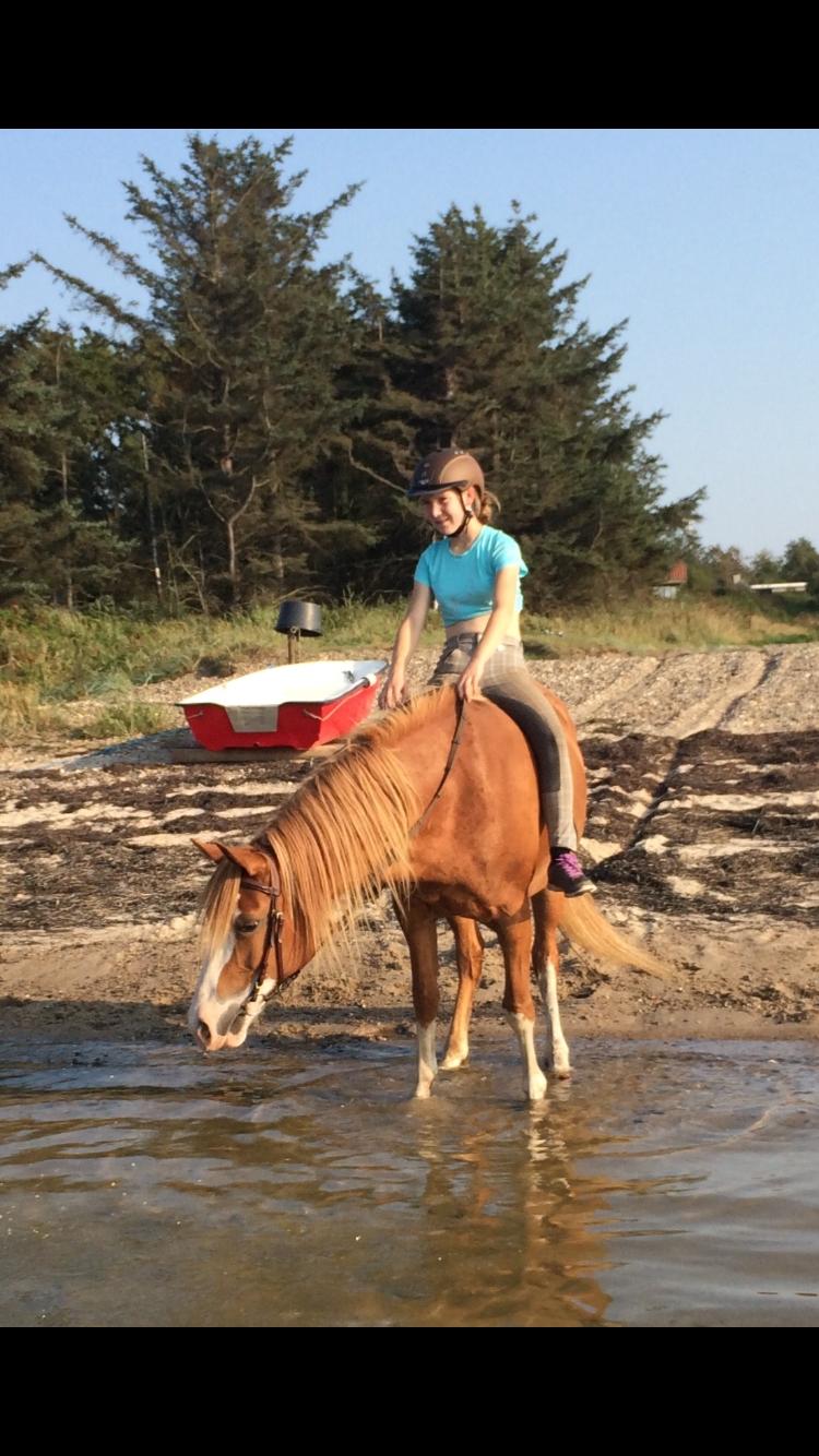 Welsh Partbred (Sec F) Xenobia - Meeeen det er faktisk helt okay igen billede 14