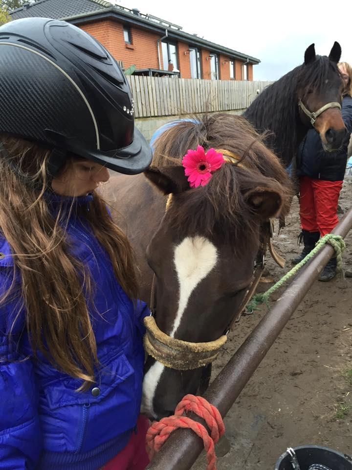 New Forest Kærgaardens Chili billede 9