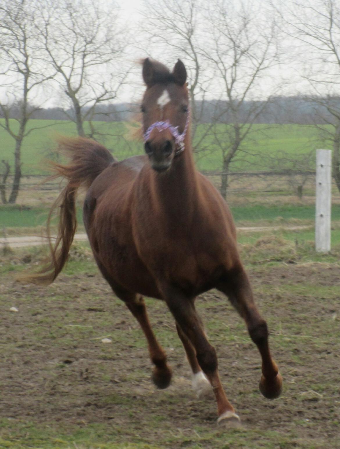 Arabisk fuldblod (OX) Maheba ox 3214 R.I.P 02-04-2019 billede 16