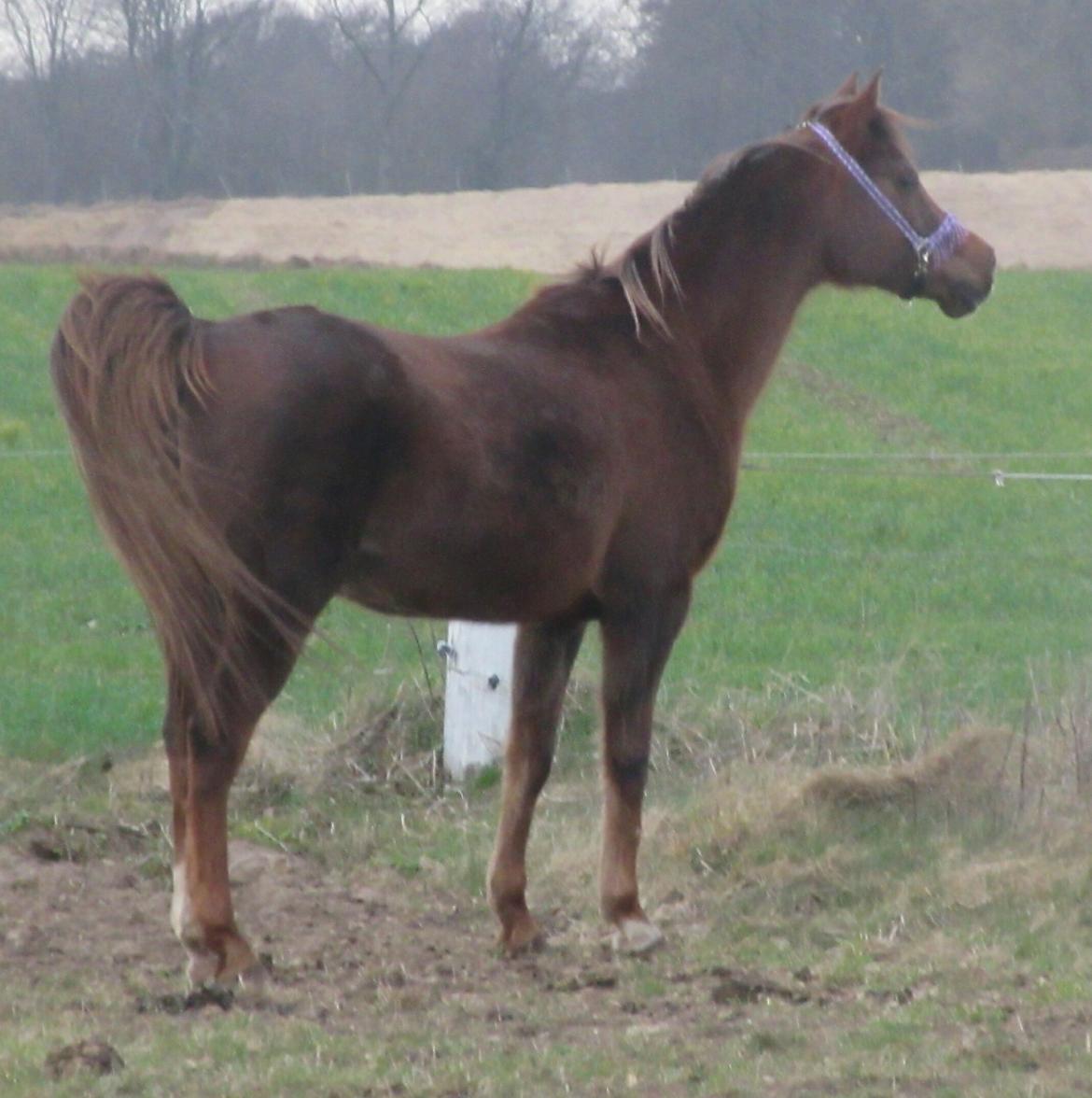 Arabisk fuldblod (OX) Maheba ox 3214 R.I.P 02-04-2019 billede 17