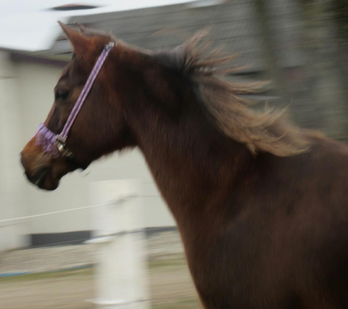 Arabisk fuldblod (OX) Maheba ox 3214 R.I.P 02-04-2019 billede 18