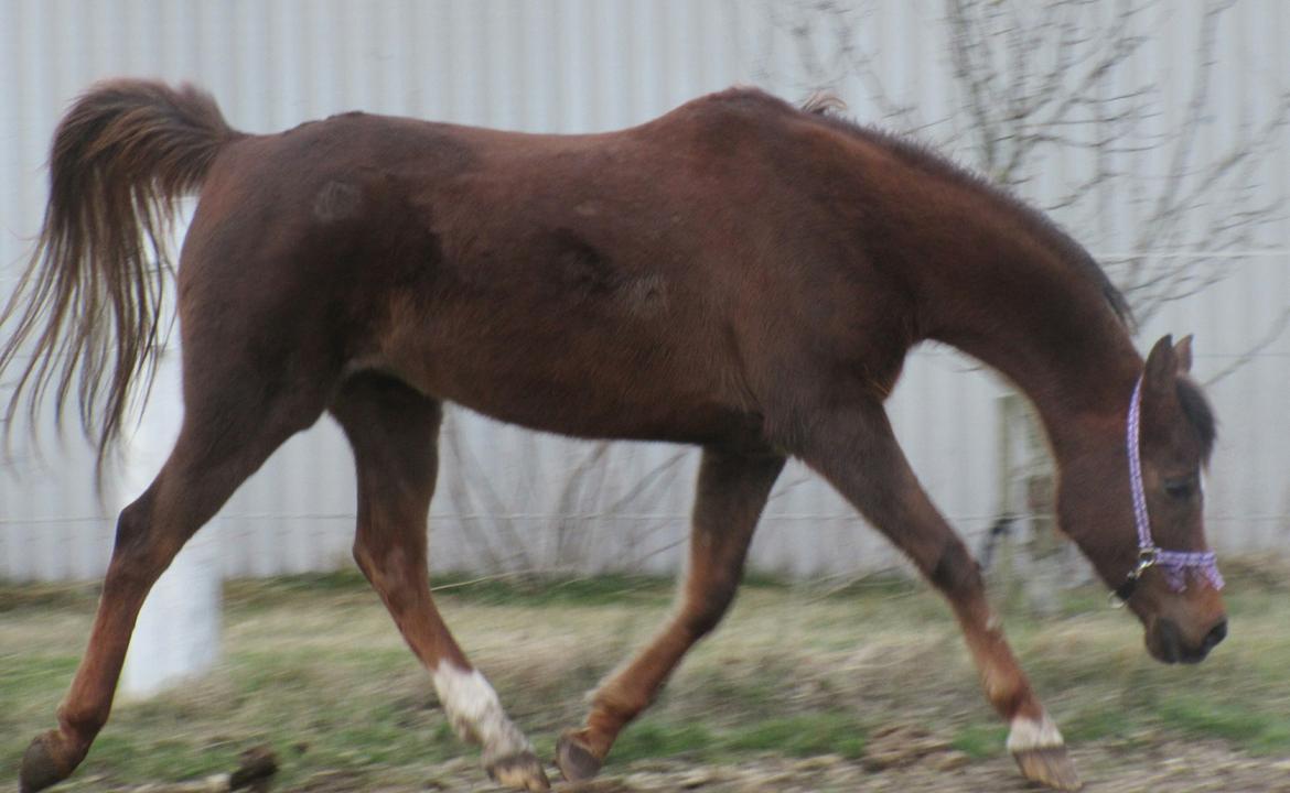 Arabisk fuldblod (OX) Maheba ox 3214 R.I.P 02-04-2019 billede 19