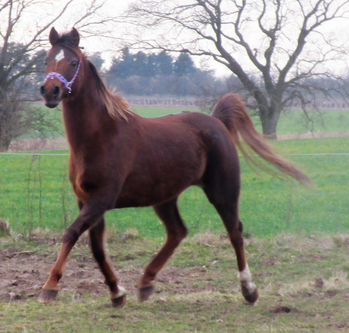 Arabisk fuldblod (OX) Maheba ox 3214 R.I.P 02-04-2019 billede 21