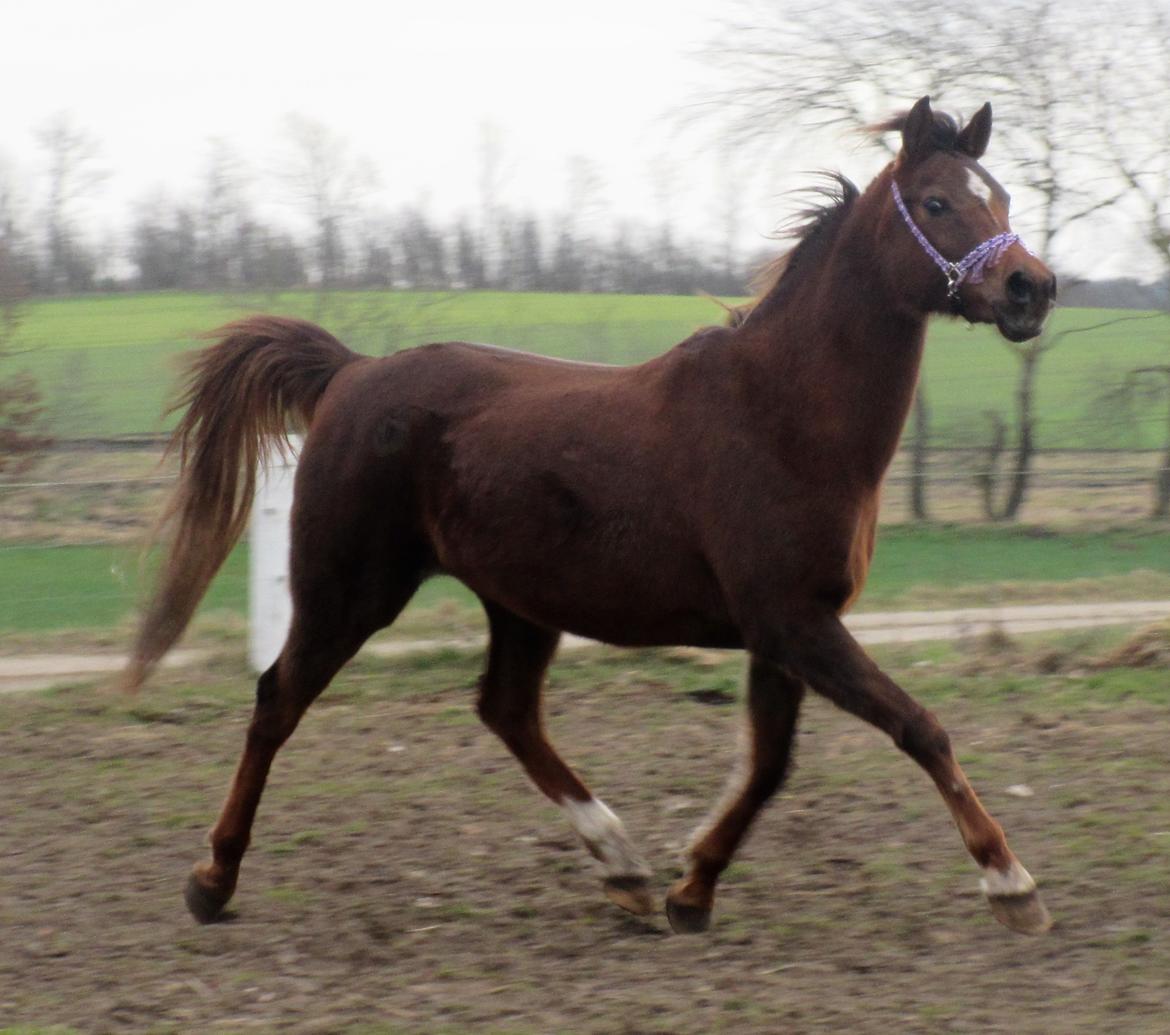 Arabisk fuldblod (OX) Maheba ox 3214 R.I.P 02-04-2019 billede 20