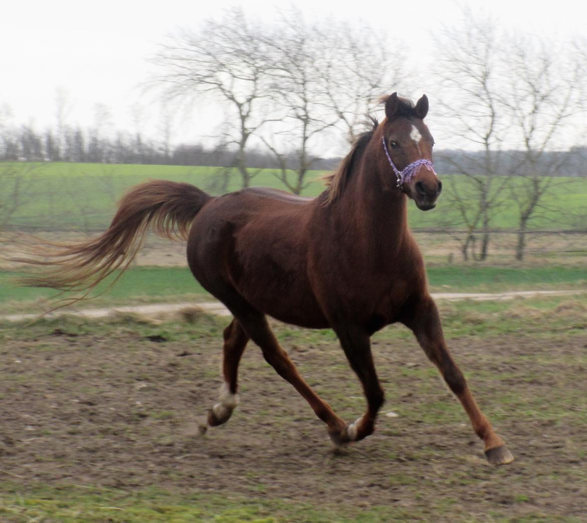 Arabisk fuldblod (OX) Maheba ox 3214 R.I.P 02-04-2019 billede 7